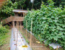 Penyiraman Tanaman Hortikultura dengan Sistem Digital: Bisa Dilaksanakan Kapan dan Dimana Saja