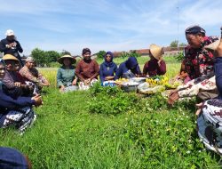 Upacara Adat Wiwitan Menjelang Panen Padi di Daerah Istimewa Yogyakarta