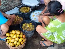 Buah Sawo Ikon Kalurahan Dlingo