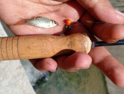 Ikan Wader Rentan Punah