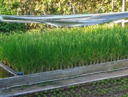 Sistem Cetak Sawah Cerdas Air Studio Tani Kali Suci Setahun Panen Tiga Kali