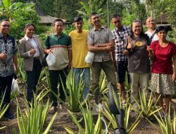 Di Padukuhan Ngijorejo, 30-an Warga Budidayakan Lidah Buaya