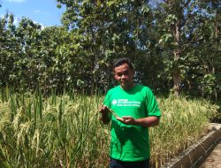 Mina Padi Sistem Sawah Cerdas Air, Solusi Pemenuhan Kebutuhan Pangan di Masa Depan
