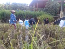 Menanam Padi Bisa Memanen Belut