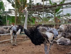 Anakan Burung Unta, Usia Sebulan Sepasang Bisa Mencapai Rp 30 Juta