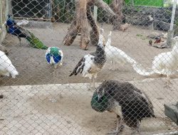Cara Menangkarkan Burung Merak Penghasil Cuan