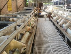 Penjual Hewan Qurban Manfaatkan Platform Online
