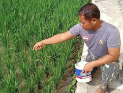 Bripka Margadi Terapkan Konsep Pertanian Sayuran, Padi, Ikan dan Itik