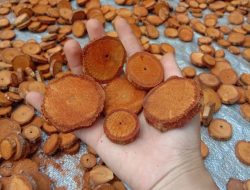 Bajakah Bantu Pengobatan Penyakit Kanker