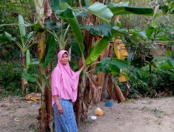 Gedangsari Sentra Penghasil Pisang di Gunungkidul