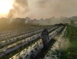 Kutu Kebul Serang Tanaman Cabe Kerinting di Bantul