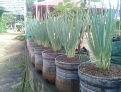 Memanfaatkan Bekas Kemasan Air Mineral untuk Menanam Sayuran