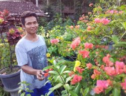 Awalnya Nyanding Tanaman Bougenvil, Kini Sedar Seriusi Jualan Tanaman Hias dan Bibit Buah