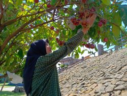 Jambu Air, Buah Favorit yang Bisa Dipetik Wisatawan Tebing Breksi