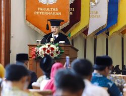 Gama Umami, Rumput Gajah Unggul Hasil Mutasi Penelitian UGM