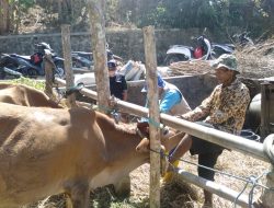 Cegah Penyebaran Virus PMK, Puskeswan Prambanan Vaksin Ratusan Sapi dan Kambing di 6 Kalurahan