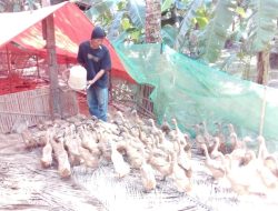 Pelihara 100 Bebek, Seminggu Bisa Hasilkan 500 Butir Telur