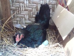 Menetaskan Telur Bebek Cara Tradisional, Telur Bebek Dierami Ayam Babon