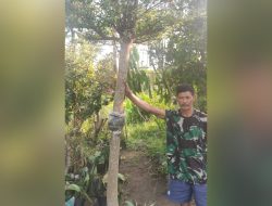 Tanaman yang Cocok untuk Perindang Rumah dan Kafe