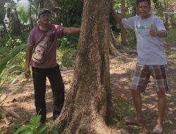 Pohon Laban Tanaman Langka di Taman Watu Bulus Tebing Progo