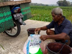 Musim Kemarau Petani Karangwetan Terbantu Sumur Timba