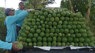 Pepaya California Petik ke-10 Hasilkan 2,3 Ton