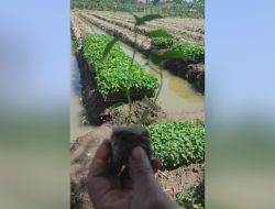 Menanam Cabai dengan Metode Bibit Ganda
