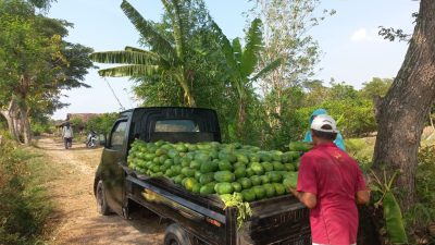 Cuaca Ekstrem, Pepaya California Masih Menghasilkan 1.500 Kilogram