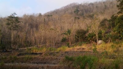 Kemarau Panjang, Lahan Sawah di Sambirejo Mengering