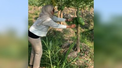 Petik Buah Pepaya California Langsung di Kebun Rp 4.500 per Kg