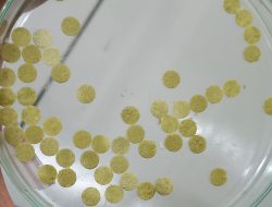 Mikro Alga Potensial untuk Obati Luka Penderita Diabetes