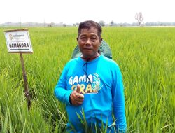 Padi Gamagora 7 Hasilkan Beras Premium Mirip Beras Rojolele