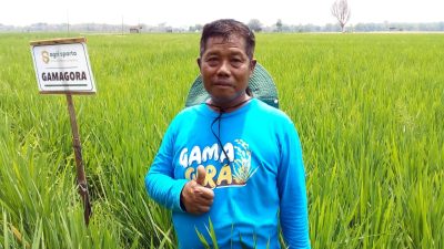 Padi Gamagora 7 Hasilkan Beras Premium Mirip Beras Rojolele