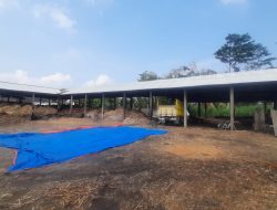 Penggilingan Tebu Rumahan di Kediri Masih Beroperasi