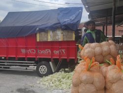 Agrobisnis Mantung Layani Kebutuhan Sayur di Indonesia: Rabu Pagi 30 Ton Kubis Dikirim ke Kalimantan