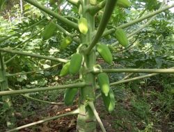 Budidaya Pepaya California Produksi Buah Melimpah: Bagaimana Caranya?