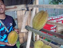 Menikmati Legitnya Durian Kaligesing di Perbatasan Tlogoguwo-Jatimulyo