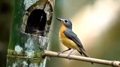 Lestarikan Lingkungan, Kalurahan Jatimulyo Keluarkan Perdes Nomor 8 Tahun 2014