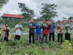 Memanfaatkan Tanah Palungguh, Carik Condongcatur Panen Semangka