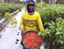 Potensi Untung Bertani Cabai Rawit dan Timun Baby