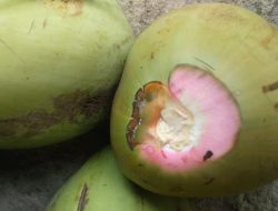 Kelapa Serat Merah Banyak Dicari untuk Pengobatan Tradisional