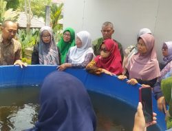 Ikuti Pelatihan Kolam Ikan Bioflok, Sejumlah KWT di Condongcatur Panen Lele