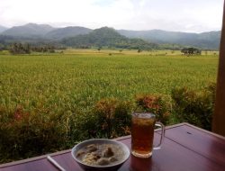Menikmati Sedapnya Bakso Sapi Sembari Memandang Hamparan Tanaman Padi