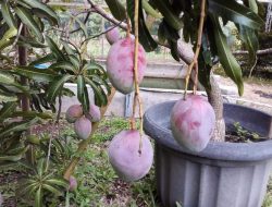 Mangga Irwin Berkulit Ungu Bila Matang Rasanya Manis