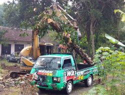 Termasuk Langka, Pohon Kepel Usia Tua Bisa Tembus Harga Rp 5 Juta