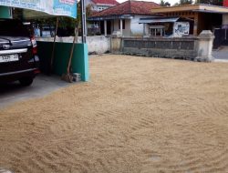 Hama Wereng Merata di Wilayah Jatilawang