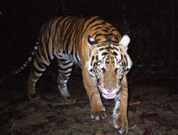 KOBI Berhasil Kumpulkan 11.137 Data Keanekaragaman Hayati Indonesia