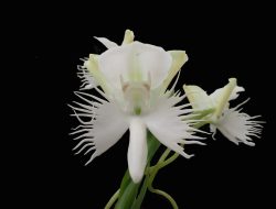 BRIN Konservasi dan Eksplorasi Potensi Anggrek Alam di Nglanggeran dan Menoreh