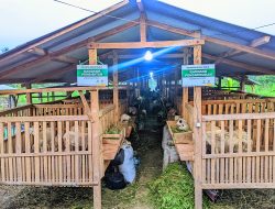 Kelompok Ternak “Berkah Harjo”: 1 Anggota 10 Domba