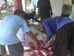 Panitia Kurban Ngipikrejo II Sembelih 3 Sapi dan 5 Kambing